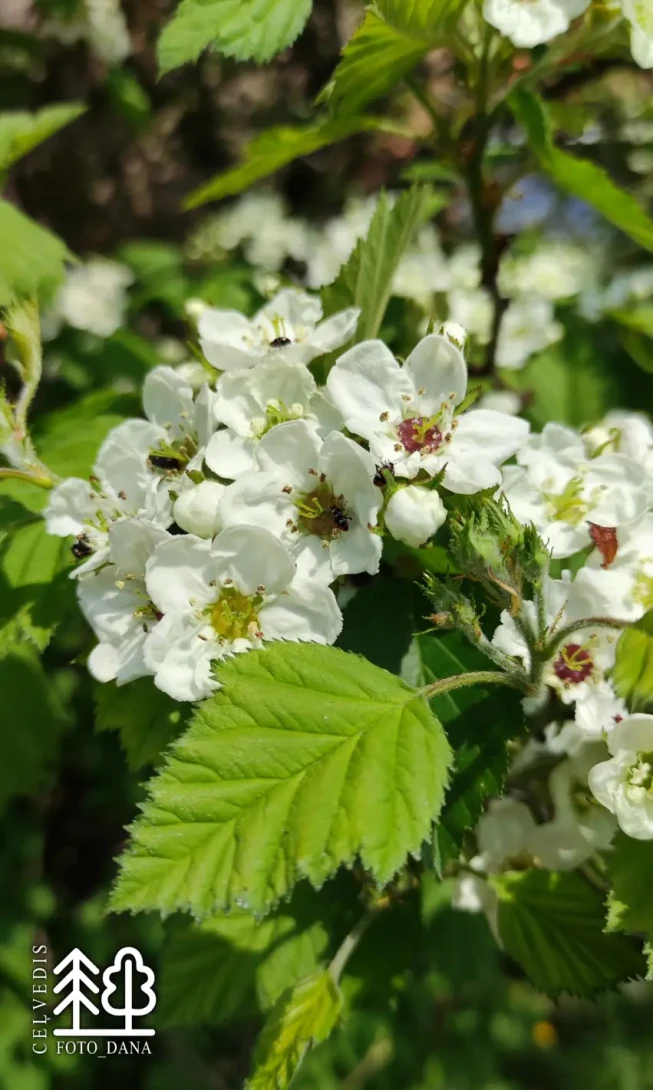 Crataegus submollis
